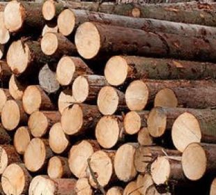 Estonian sawmills face raw material shock after forest harvest cut