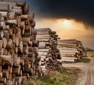 Finland: roundwood prices and trade volumes fall sharply in December 2025