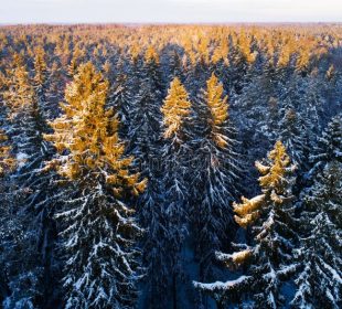 Forestry regulations trigger large forest divestment in Sweden