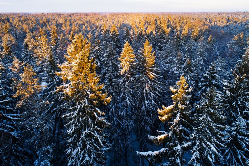 Forestry regulations trigger large forest divestment in Sweden