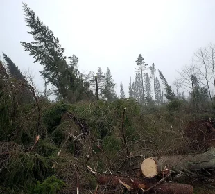 Storm fells several million cubic metres of timber in northern Sweden