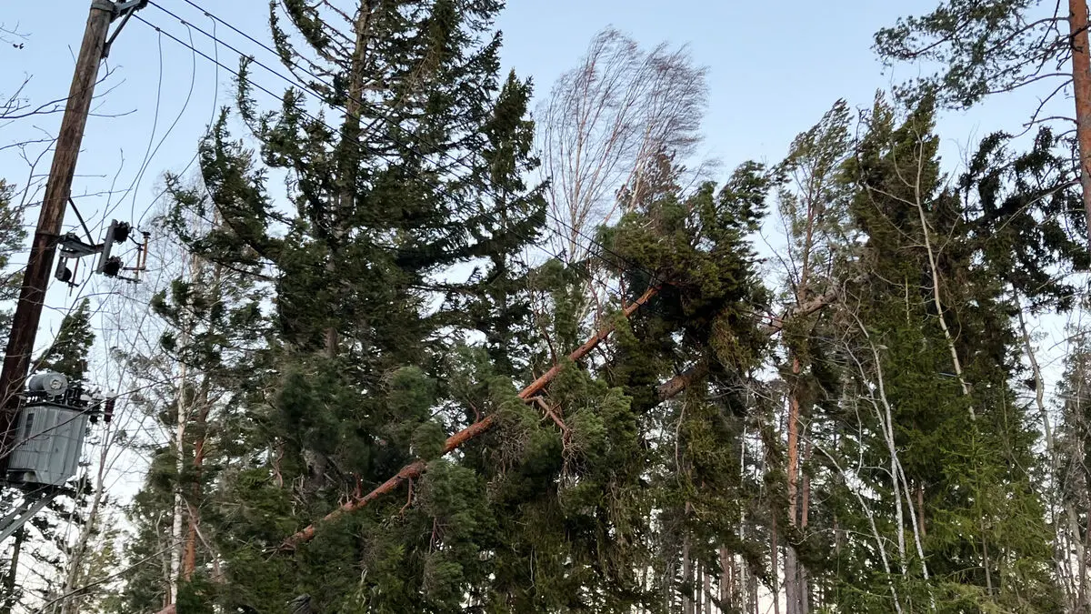 Storm Johannes fells about 10 million m³ of forest across Sweden