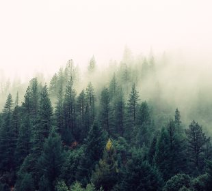 UK faces timber supply squeeze without higher softwood planting, agencies warn