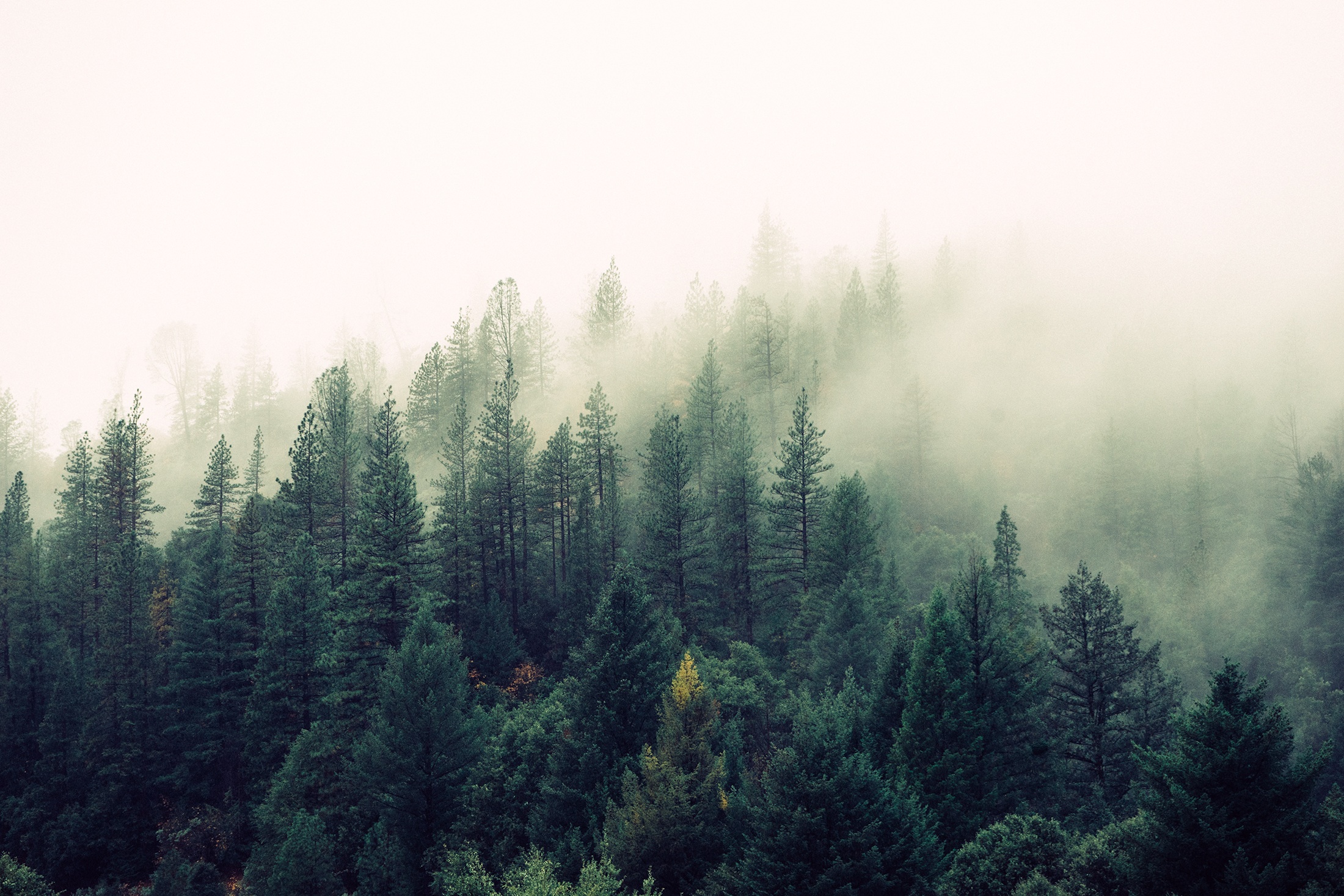 UK faces timber supply squeeze without higher softwood planting, agencies warn