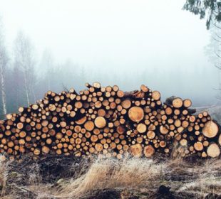 Ukraine extends timber export restrictions through 2026