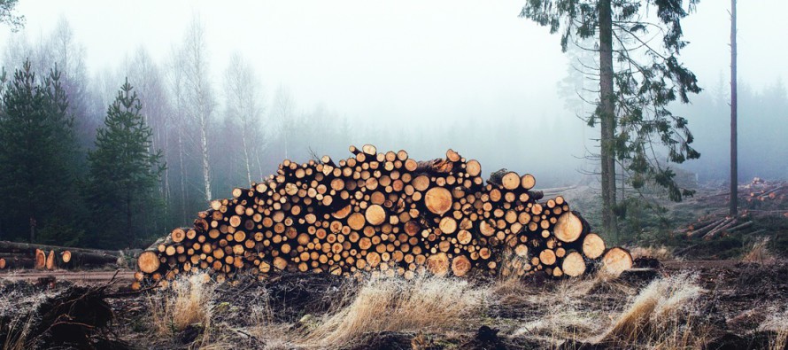 Ukraine extends timber export restrictions through 2026