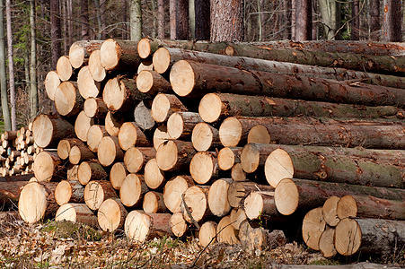 Sweden: Pine and spruce prices reduced due to soft demand