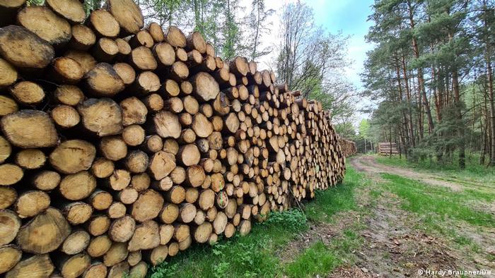 Scarce supply pushes wood prices even higher across Germany