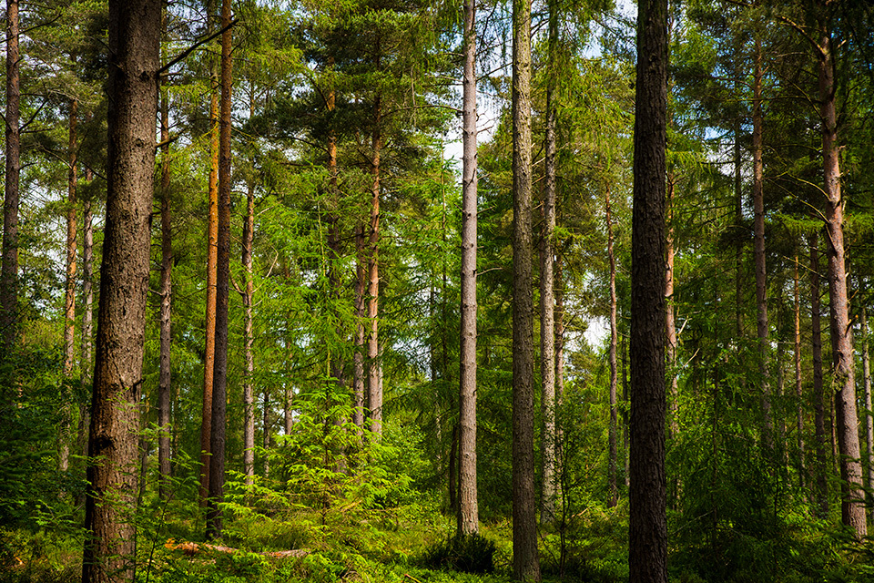 UK construction bodies join campaign promoting use of domestic timber