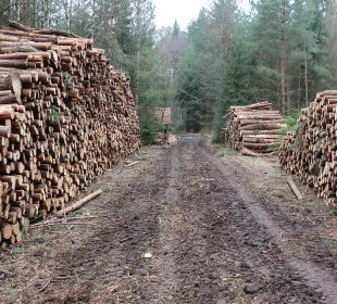 Germany’s sawmilling sector calls for urgent expansion of beetle-damaged spruce storage