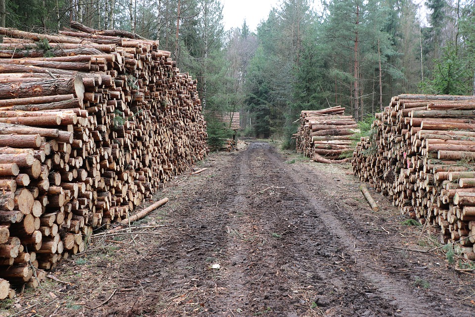 Germany’s sawmilling sector calls for urgent expansion of beetle-damaged spruce storage