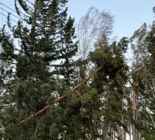 Storm Dave leaves over 2 million cubic meters of windfallen forest across southern Sweden