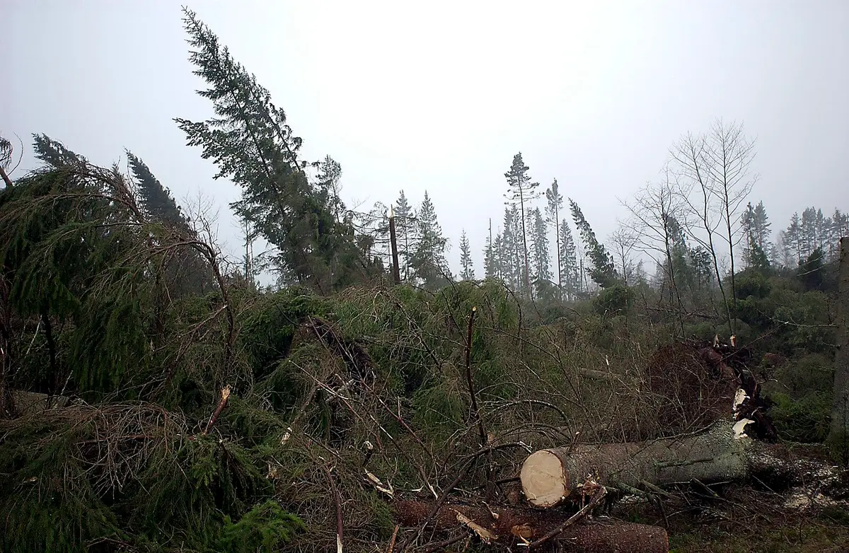 Storm-hit Sweden risks €450 million in timber losses as transport stalls