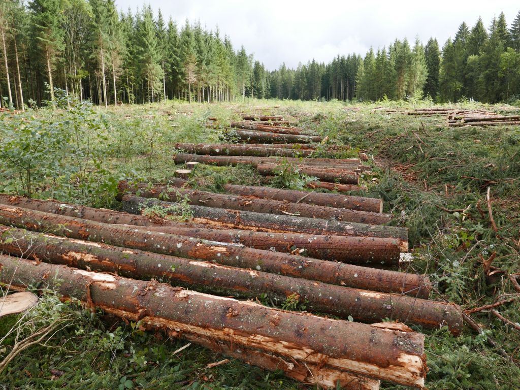 German court rejects forest owner’s bid to force sawmill action over bark beetle fears