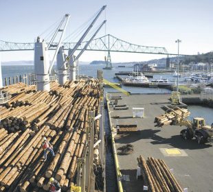 Log market steady as China demand offsets higher supply