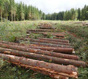 Storm-damaged timber fuels bark beetle threat in Sweden