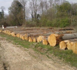 Sweden targets fivefold hardwood growth by 2040