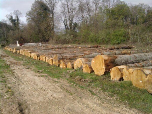 Sweden targets fivefold hardwood growth by 2040
