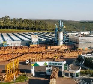 A Brazilian timber giant is betting $250 million on Uruguay — and it is buying the forest too