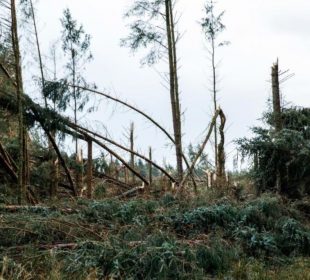 Coillte to take more than €80 million storm-related hit
