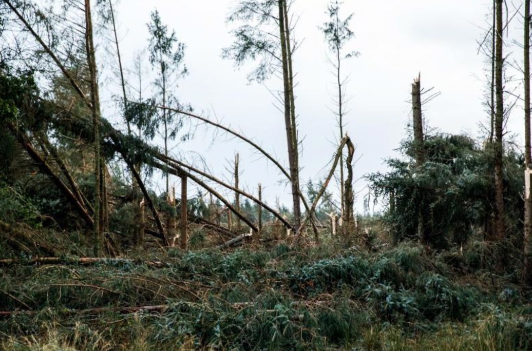 Coillte to take more than €80 million storm-related hit
