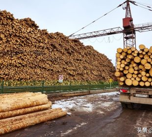 Sweden remains top buyer as EU imports of Norwegian softwood logs increase