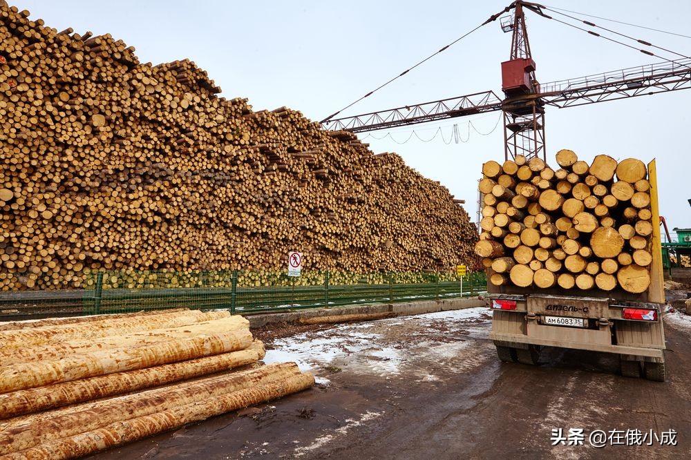Sweden remains top buyer as EU imports of Norwegian softwood logs increase