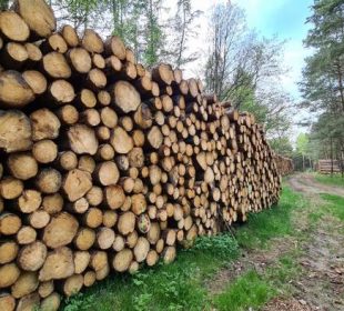 Timber prices finally fall in Germany as sawmills cut purchases