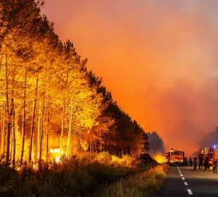 After the wildfires: How Europe’s timber industry manages fire-damaged forests