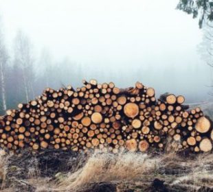 Estonia: Softwood sawlog prices remaine firm in June 2026