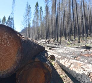 Fire-damaged wood processing: turning damage into usable material