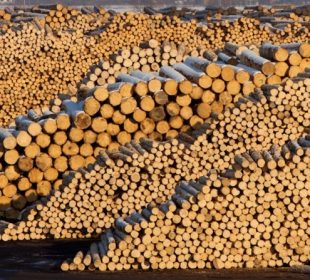 Germany’s record timber prices deepen divide between forest owners and sawmills