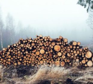 Latvia’s €50 million timber scandal deepens as prosecutors move to overturn government support scheme