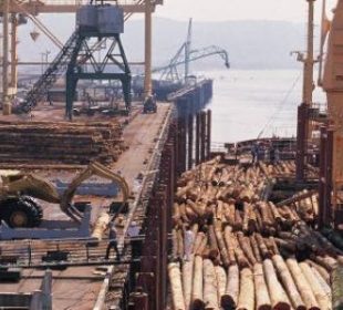 Lower inventories offer little relief for China’s softwood imports