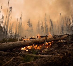 Lumber hits a one-year figh as fires rage in Canada