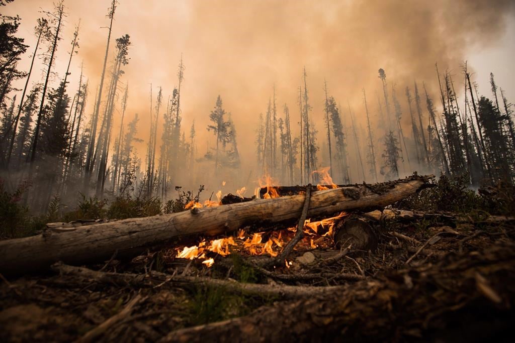 Lumber hits a one-year figh as fires rage in Canada