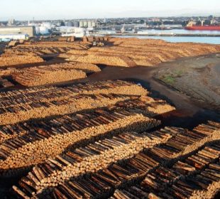 New Zealand log export market shows signs of stabilising in Q3