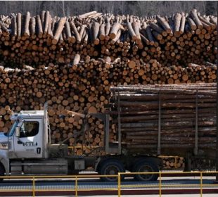 Norwegian sawlog prices fall sharply from record levels