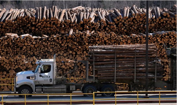 Norwegian sawlog prices fall sharply from record levels