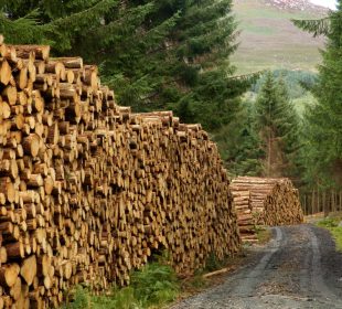 Sweden’s timber harvest falls for a fourth consecutive year