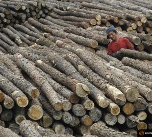 China’s $2 trillion forestry plan could reshape global wood trade routes