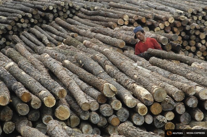 China’s $2 trillion forestry plan could reshape global wood trade routes