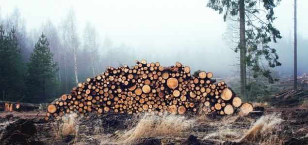 Decades of preferential state timber supply under investigation in Latvia