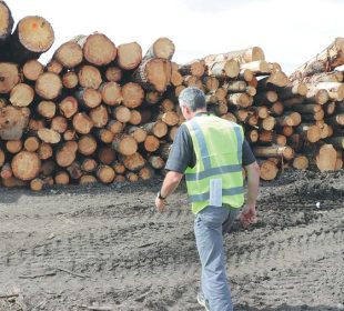 Denmark: Hardwood shortage as state forest logging comes to an end