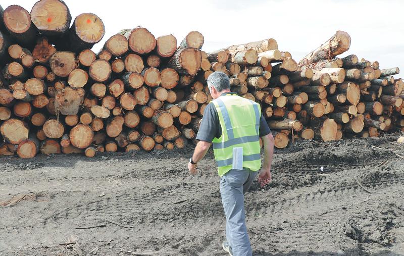 Denmark: Hardwood shortage as state forest logging comes to an end