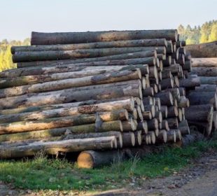 Estonia’s pine and spruce sawlog prices remain elevated in July