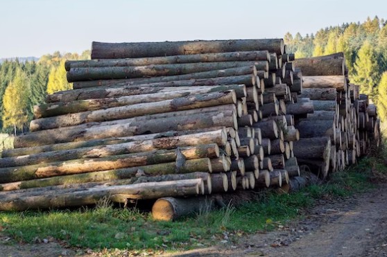 Estonia’s pine and spruce sawlog prices remain elevated in July