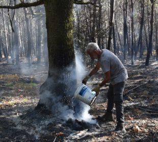 France’s timber industry faces half-billion-euro damage after devastating wildfires