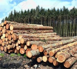 Higher wood procurement at Stora Enso despite high prices