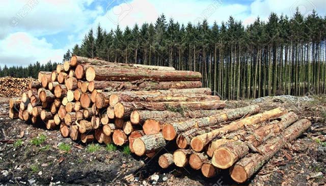 Higher wood procurement at Stora Enso despite high prices